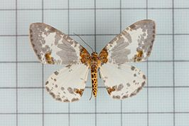 Abraxas adilluminata