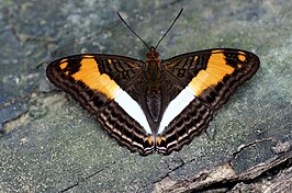 Adelpha malea