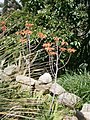 Aloe perfoliata var. distans