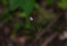 Araneus ejusmodi