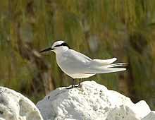 whitish-grey tern with black back of neck and eyestripe