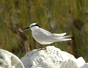 Schwarznacken-Seeschwalbe (Sterna sumatrana)