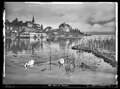 Teilansicht von Spiez mit Blick auf Thunersee und Schwäne, 1910