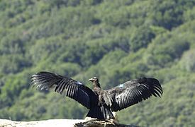 Immature California condor.