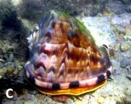 Cassis tuberosa