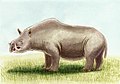 Chilotherium