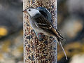 Leucystyczna spizela białobrewa (Spizella passerina)