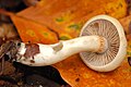 Cortinarius.eburneus