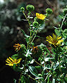 Grindelia squarrosa