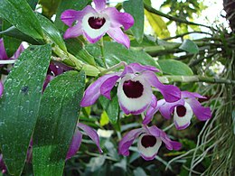 Dendrobium nobile