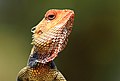 Oriental garden lizard in Sri Lanka