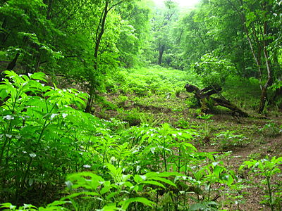 Jungles of Iran