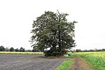 Baumgruppe über dem Großsteingrab