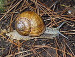 Helix pomatia – lebend