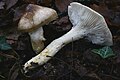 Hygrophorus persoonii