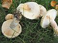 !Lactarius pubescens!