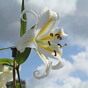 Lilium auratum