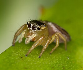 Maratus scutulatus