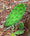 Opuntia humifusa