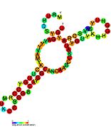 P10: Secondary structure taken from the Rfam database. Family RF01668