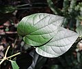 leaf