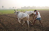 A3Indian agriculture dates from the period 7,000–6,000 BCE, employs most of the national workforce, and is second in farm output worldwide. Above, a farmer works an ox-drawn plow in Kadmati, West Bengal.