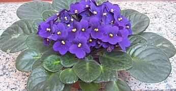 Streptocarpus sect. Saintpaulia ("African violet")