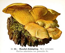 Paxillus acheruntius var. panuoides (M. Edmund, 1905)