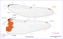 Drawing of Tramea wings