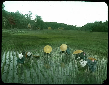 Women planting rice