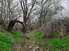 Η δασική έκταση του «Κουρί».