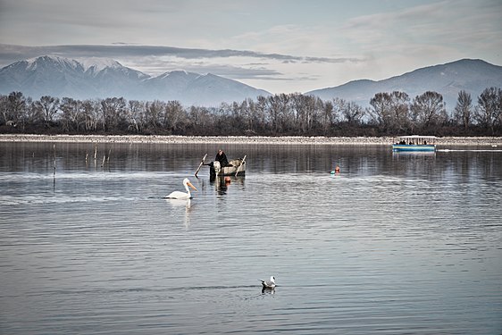 Man and birds at Lake Kerkini. Photograph: Fotis Petrakogiannis