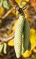 Corylus avellana ‘Contorta’