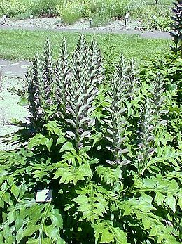 Acanthus hungaricus