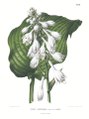 Hosta sieboldiana (toen Funkia Sieboldiana Hook. var. Glauca) door Abraham Jacobus Wendel, 1868