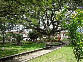 Regenbaum auf dem zentralen Platz von Charalá