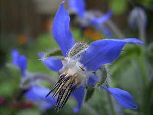 borage