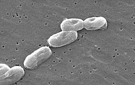 Burkholderia cepacia