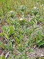 Carlina vulgaris