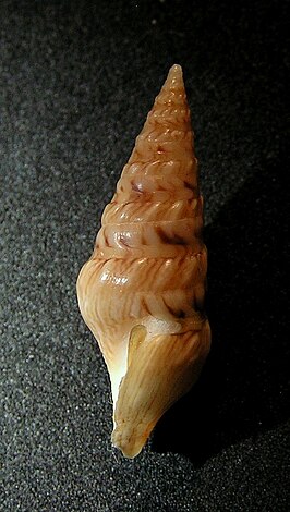 Clavatula tripartita