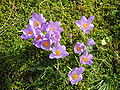 Crocus etruscus 'Zwanenburg'