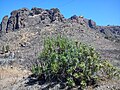 A cserjés Echium decaisnei