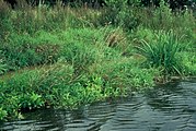 Schanskorven als plasberm bij Hardenberg