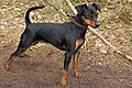 Törpe pinscher