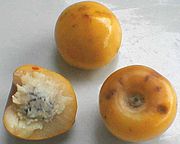 Nance (versch. Bysonima-Arten haben ähnliche Früchte)