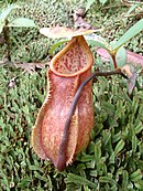 Nepenthes papuana