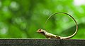 Image 23The oriental garden lizard, eastern garden lizard or changeable lizard (Calotes versicolor) is an agamid lizard found widely distributed in Asia. The pictured specimen was photographed at National Botanical Gardens, Dhaka. Photo Credit: Azim Khan Ronnie