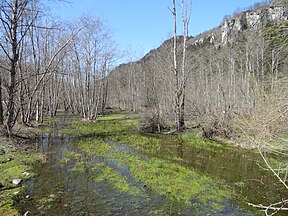 Grauerlen in der Ogna da Pardiala