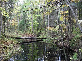 Ein Wasserlauf im Park