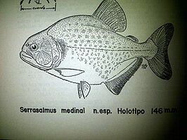 Serrasalmus medinai